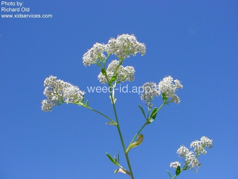 pepperweed, perennial